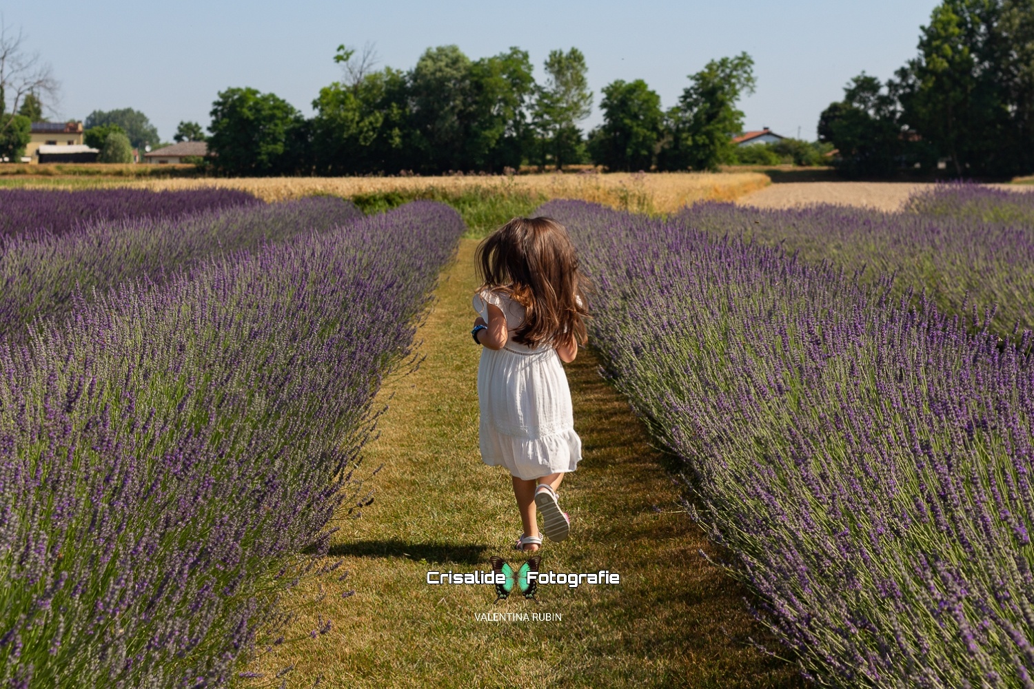 Bambina vestita di bianco che corre di spalle tra i filari di lavanda con capelli castani in movimento