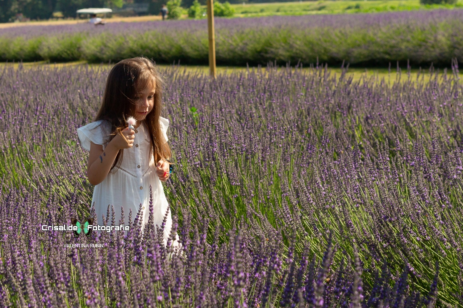 Bambina vestita di bianco con capelli castani lunghi, tiene in mano un piccolo giocattolo tra i filari di lavanda fino ai fianchi